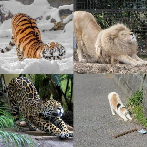 大小猫咪,简直一模一样