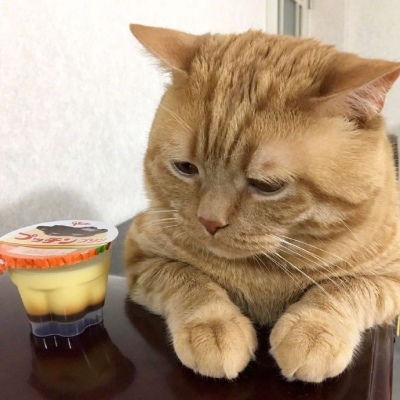 现实版吃货猫咪头像,喵星人搞笑微信动物图片头像