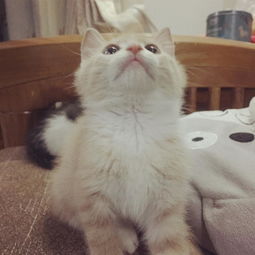 求房子需要养猫