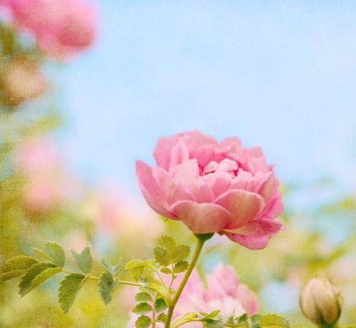4月喜从天降,贵人帮助,事业平步青云,数钱数到手抽筋的四属相