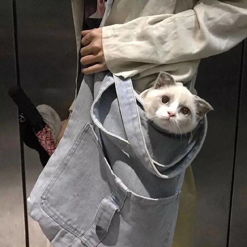 ins头像可爱萌宠头像,搞笑猫狗蠢萌头像