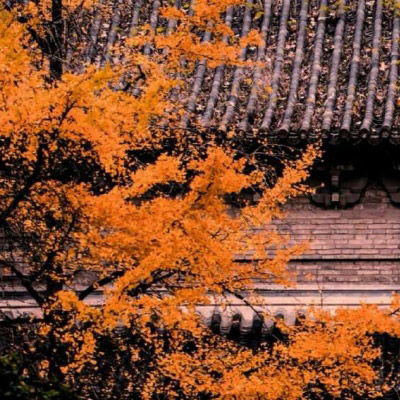 老人头像图片大全老年人专用微信头像