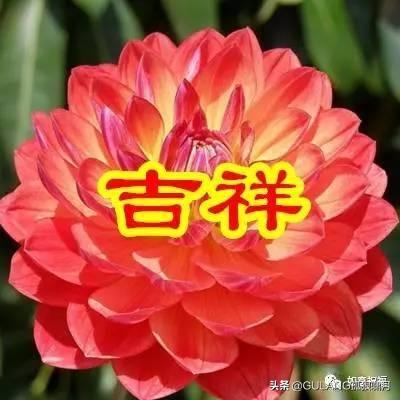 正月初十,男人节,送给您六朵花,为您带来好运和吉祥男孩