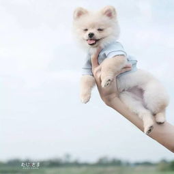 泰国高颜值男主带着自家博美犬火爆ins,这满屏的日系风太诱人啦