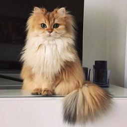 猫咪头像ins高级质感马格达莱纳