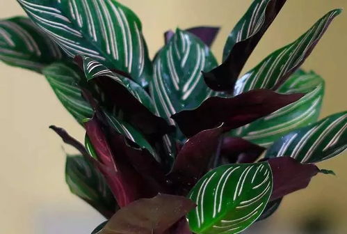 10种室内植物养护秘籍大放送,新手养花必备