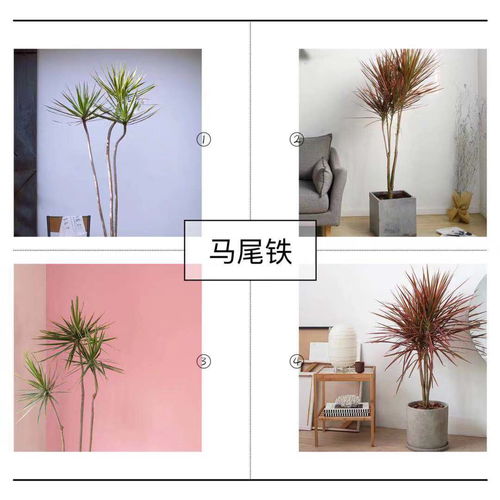 提升家中高逼格质感的9大ins北欧风绿植推荐