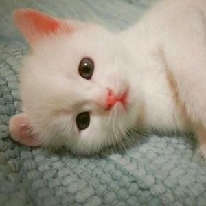 猫和老鼠这是爱情