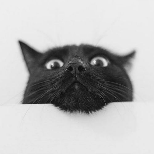 猫事跟着ins网红摄影师学拍猫