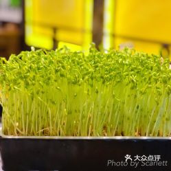 蜀大侠徐汇旗舰店的活体豌豆苗好不好吃用户评价口味怎么样上海美食活体豌豆苗实拍图片大众点评