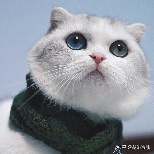 有谁有黑色蓝眼的猫咪抬头看天的壁纸主题么