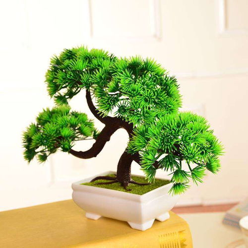 这六种植物养在家里可以旺财看看你家有吗