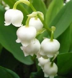 最美丽的花是什么花最好带图片