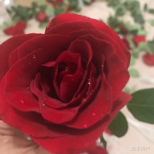 2020年情人节上百万枝玫瑰被销毁,销毁是最好的办法吗