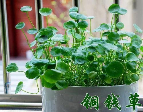 2018年这8种盆栽招财又转运,一盆都没有就亏大了