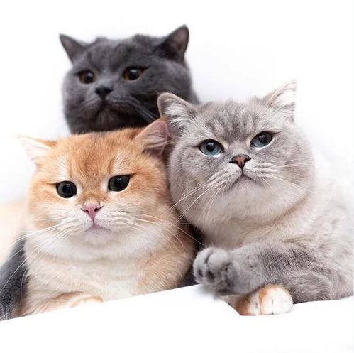 我们来一起叠猫猫,看ins上快速走红的四只小可爱