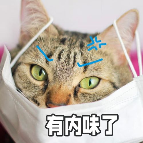 猫咪突然不在猫砂盆里大小便是怎么肥四