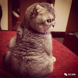 瘦下来比彭于晏还帅折耳猫告诉你如何减肥成男神