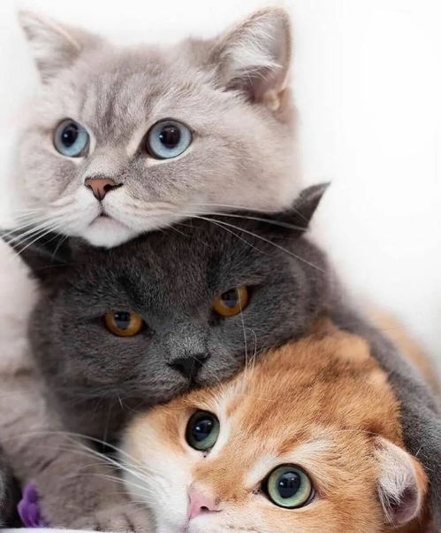 我们来一起叠猫猫,看ins上快速走红的四只小可爱