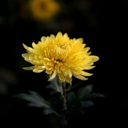 九月菊花淡淡香