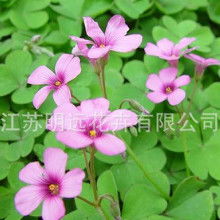 桂花种苗价格桂花种苗批发桂花种苗厂家hc360慧聪网