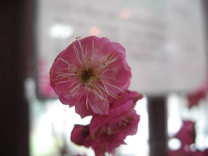 遨游东湖梅花节,怎赖不仕梅花开遨游仕评测