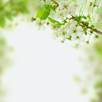 清香淡雅微信头像微信头像图片大全