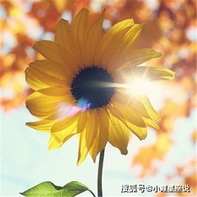 12月好运连连,喜事不断,财源滚滚,全家发财的四大生肖