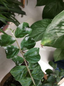 我养的花,一张紫荆花长白色像霜一样的东西,一张梅花长蜘蛛网一样,怎么办
