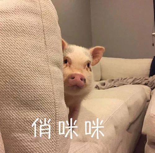 今日份猪猪表情包