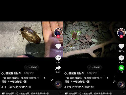 最大蟑螂竟有半个手掌大他在抖音为155万人揭秘昆虫的世界