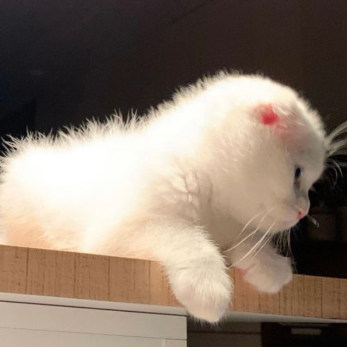 可爱猫猫头像