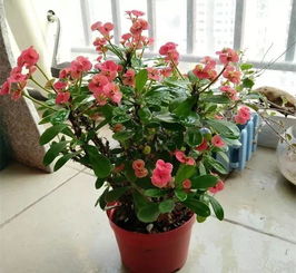 这20种花,一开就是上百天,阳台一年四季有花赏