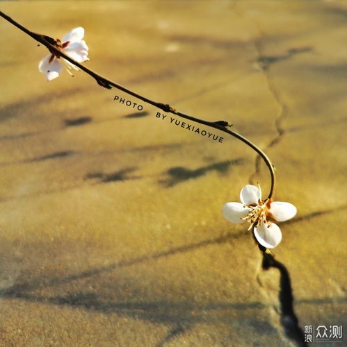 天津这片桃花开的正美教你6招手机拍花技巧