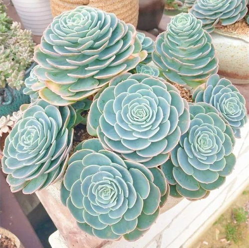 2019,养盆属于你的生肖花,新的一年平安又开运