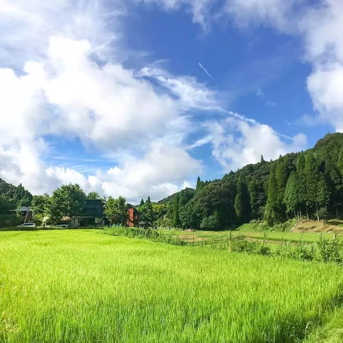 生活丨日本一家五口搬到乡下,日子过得竟比童话还美