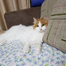 猫猫绝育后,会有哪些明显的变化
