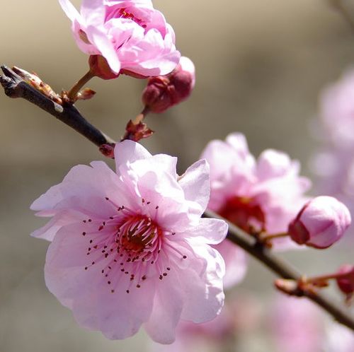 从2月24日至27日,运势回暖,财神伴左右,生活美满幸福的四生肖
