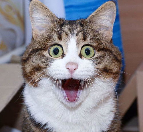 可爱的猫咪,系列表情图片萌萌哒