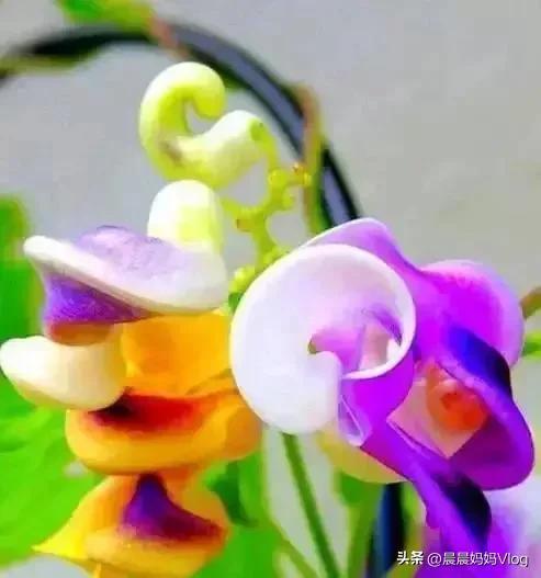分享图片20种奇花异草,看看你见过几种