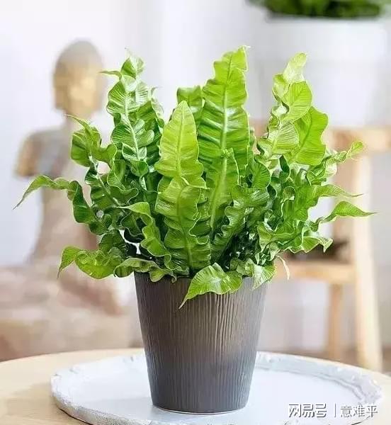 这些蕨类植物养在家里,清新又大气,轻松营造高格调