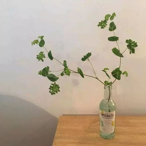 微信头像最好看的花照片