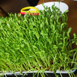 汤食府猪肚鸡的豌豆苗好不好吃用户评价口味怎么样上海美食豌豆苗实拍图片大众点评