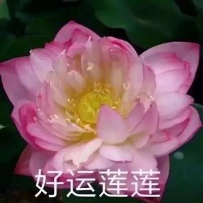 微信头像图片2020荷花带字系列荷花带字微信头像高清大全集