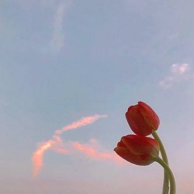 单独一朵花头像有意境的简约风景头像