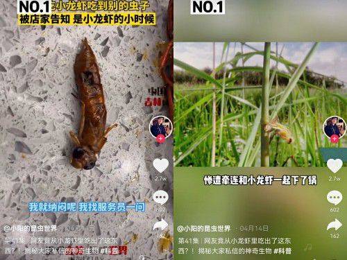 最大蟑螂竟有半个手掌大他在抖音为155万人揭秘昆虫的世界