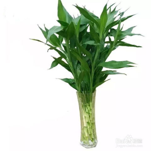 好看又招财的微信头像招财