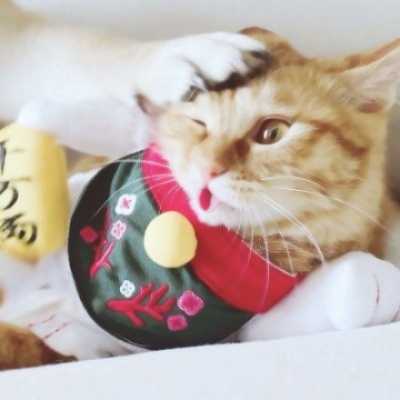 猫头像可爱微信头像情侣头像