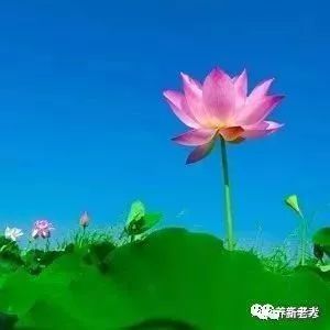 漂亮的莲花微信头像大暑