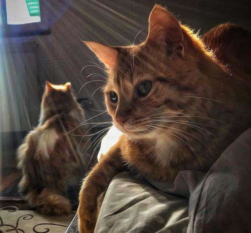 猫奴的自我修养间歇性烦躁,持续性讨好